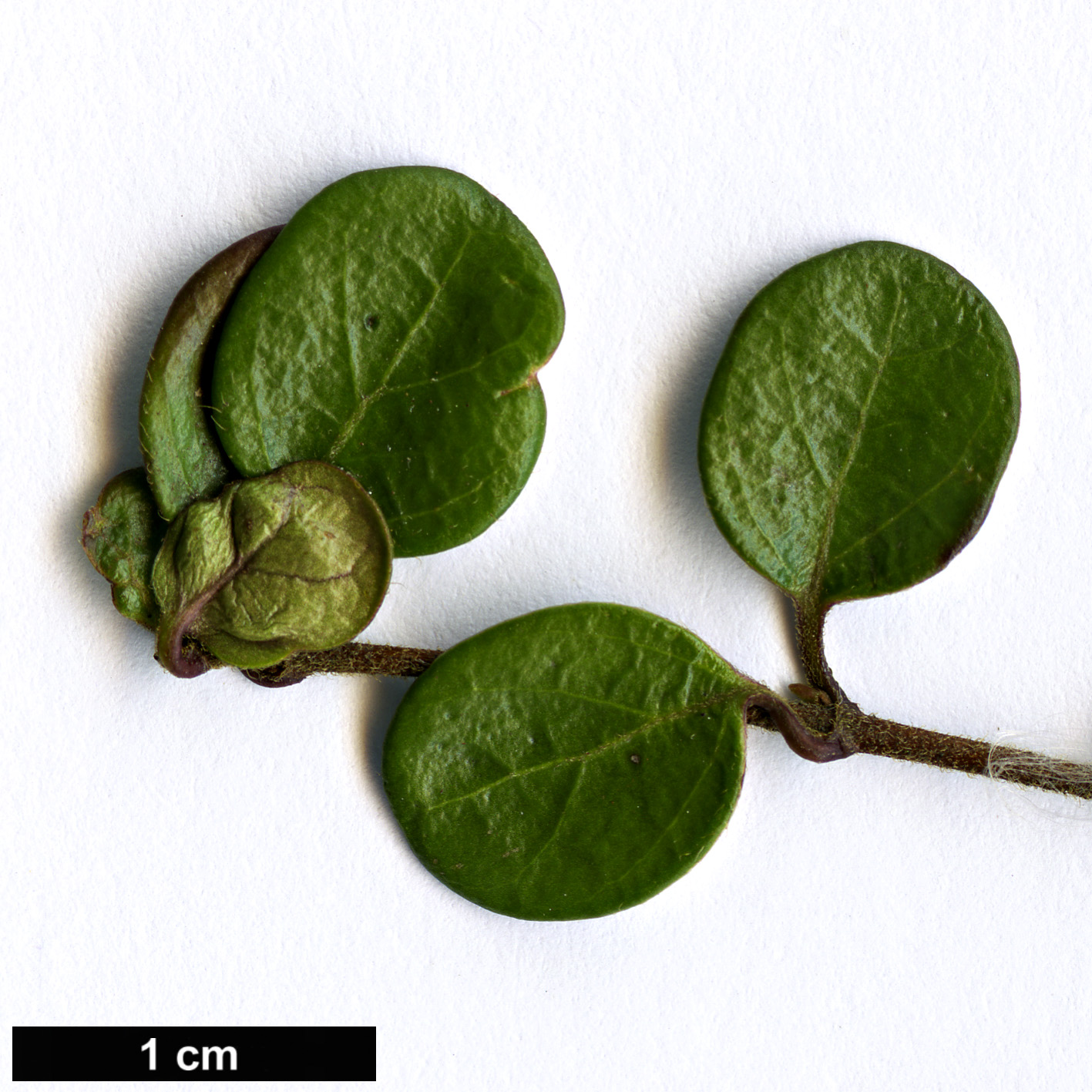 High resolution image: Family: Caprifoliaceae - Genus: Lonicera - Taxon: crassifolia - SpeciesSub: ’Little Honey’